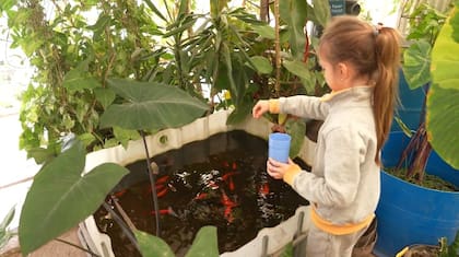 El invernadero combina sistemas de hidroponia y acuaponia y se utiliza como espacio de aprendizaje para estudiantes de todos los niveles