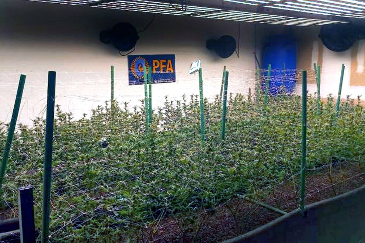 El invernadero tenía 300 metros cuadrados y tecnología de punta.