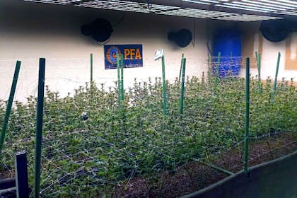 El invernadero tenía 300 metros cuadrados y tecnología de punta.