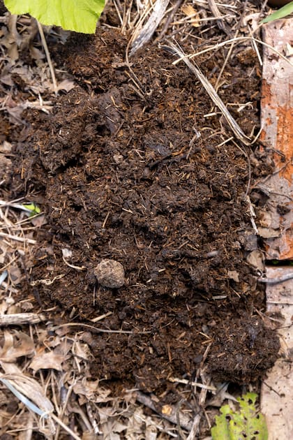 El invierno es el momento ideal para prestarle atención al sustrato e incorporar enmiendas orgánicas como compost maduro o lombricompuesto