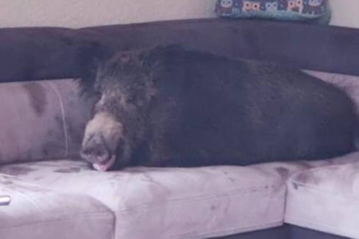 El jabalí durmiendo en el sofá de la casa de una mujer en Alemania