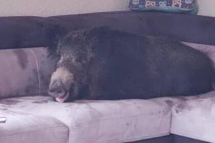 El jabalí durmiendo en el sofá de la casa de una mujer en Alemania