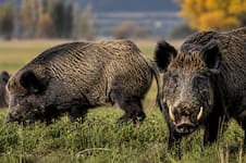 “Plaga”: impulsan una ley para permitir la venta formal de carne de jabalí