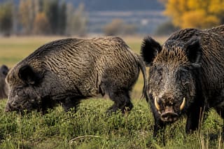 Impulsan una ley para permitir la venta formal de carne de jabalí