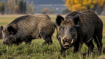 El jabalí, una amenaza creciente para el campo