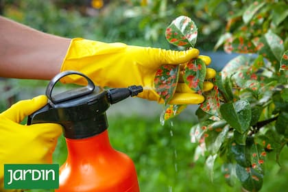 El jabón potásico combate las plagas sin afectar a las plantas ni al ecosistema