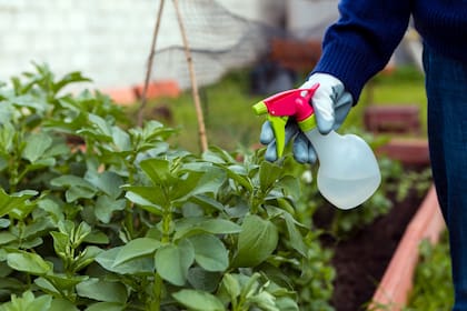 El jabón potásico es un tipo de jabón especialmente formulado con potasio y se utiliza como un pesticida natural y limpiador