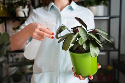 El jabón potásico es una opción ecológica que no se acumula, no contamina napas y no altera la microbiología del jardín