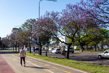 El jacarandá fue incorporado al paisaje urbano por Carlos Thays a finales del siglo XIX al traerlo del norte argentino