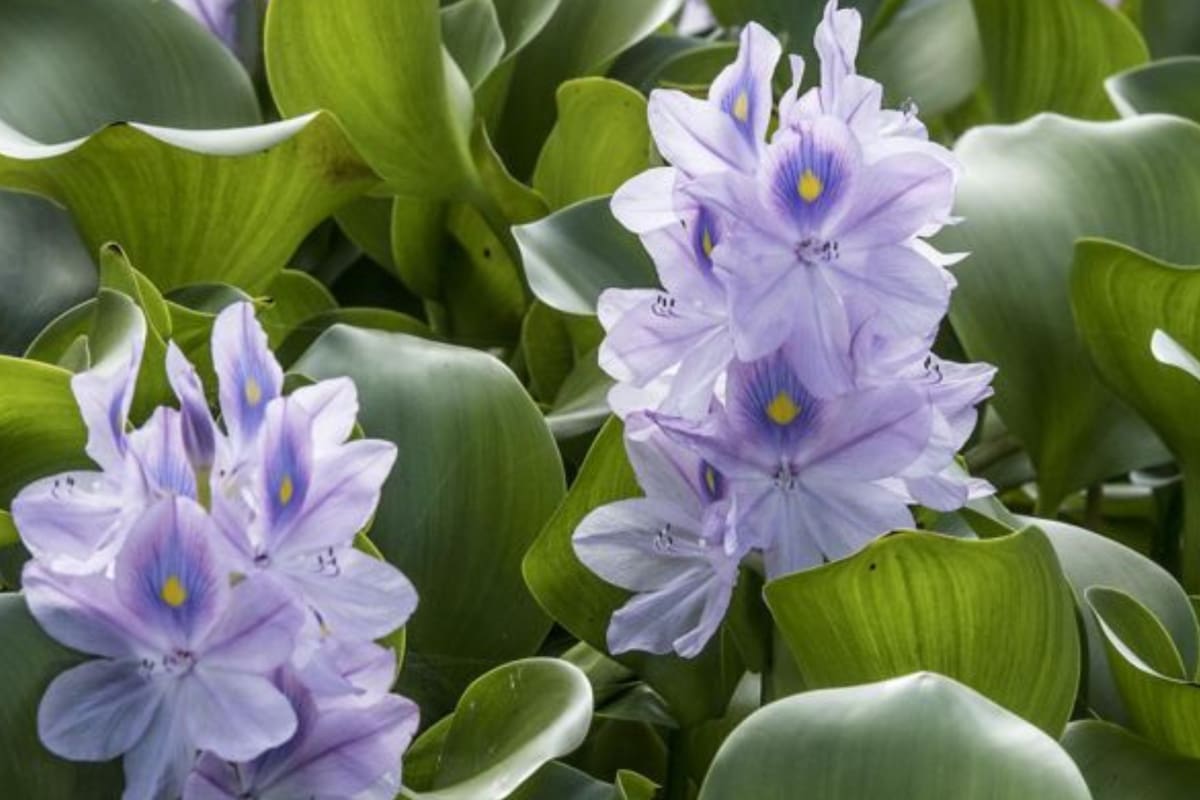 El jacinto de agua dulce es originario de Sudamérica, pero se encuentra en decenas de países alrededor del mundo