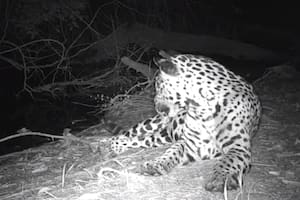 El jaguar, atento ante un posible ataque.