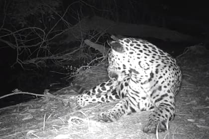 El jaguar, atento ante un posible ataque.