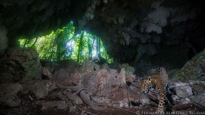 El jaguar es una de las especies en peligro de extinción en la selva por donde circula el Tren Maya