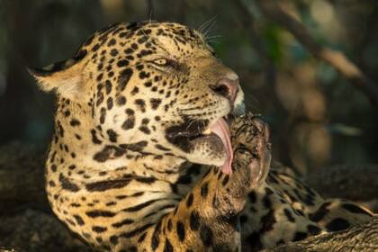 El jaguar se encuentra en 18 países de América. La gran mayoría está en la cuenca amazónica