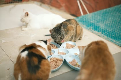 El jamón es perjudicial para la salud de los gatos por su alto contenido en sal y sodio (imagen ilustrativa)