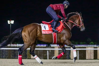 El japonés Forever Young galopa en la arena de Meydan, el hipódromo de Dubái en el que el sábado se correrán nueve clásicos de primer nivel internacional; es el favorito de la carrera con una bolsa de 12 millones de dólares