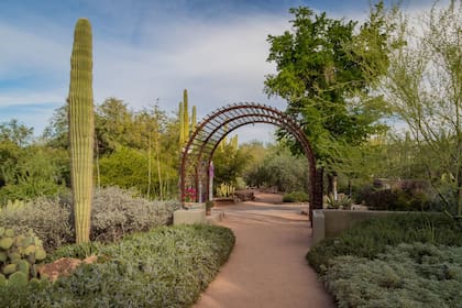 El Jardín Botánico del Desierto es uno de los mayores atractivos de Phoenix (Foto: Desert Botanical Garden)