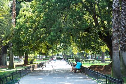 "El jardín de la ciudad": el barrio tiene gran cantidad y variedad de árboles que lo convierten en uno de sus rasgos más característicos