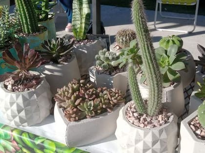 El jardín de Theo surgió como una necesidad económica ya que las internaciones, los viajes y las estadías en otras ciudades empezaron a generar grandes gastos.