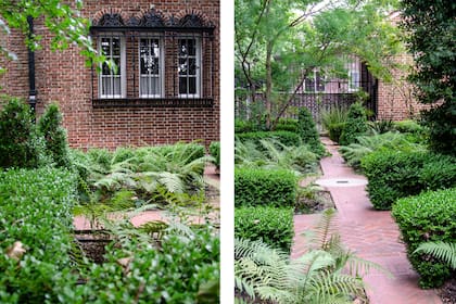 El jardín del frente
es muy sombrío. Se organizó por medio de cercos de Buxus sempervirens que contienen helechos dryopteris y Acer buergerianum