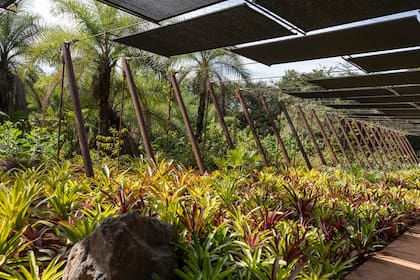 El jardín del nuevo espacio, diseñado por Juliano Borin, incluye 3500 bromelias que anticipan con los puntos de colores de sus hojas lo que se verá adentro