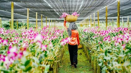 El Jardín Nacional de Orquídeas tiene más de 1.000 especies y 2.000 híbridos en exhibición