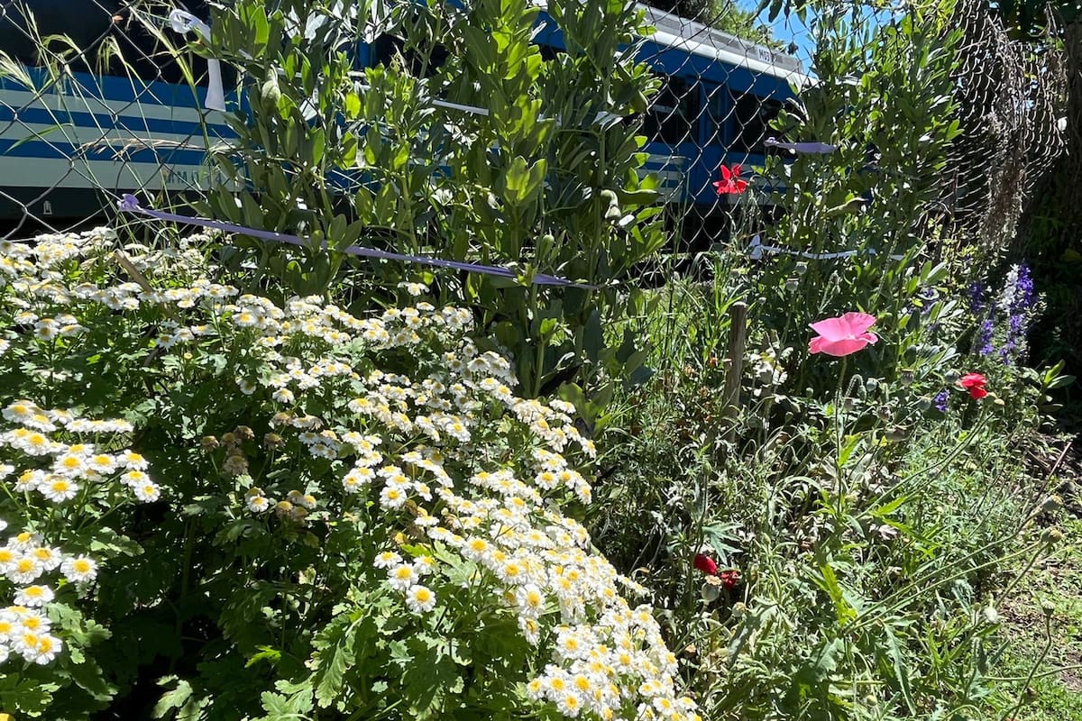 El jardín silvestre de los vecinos de Martínez