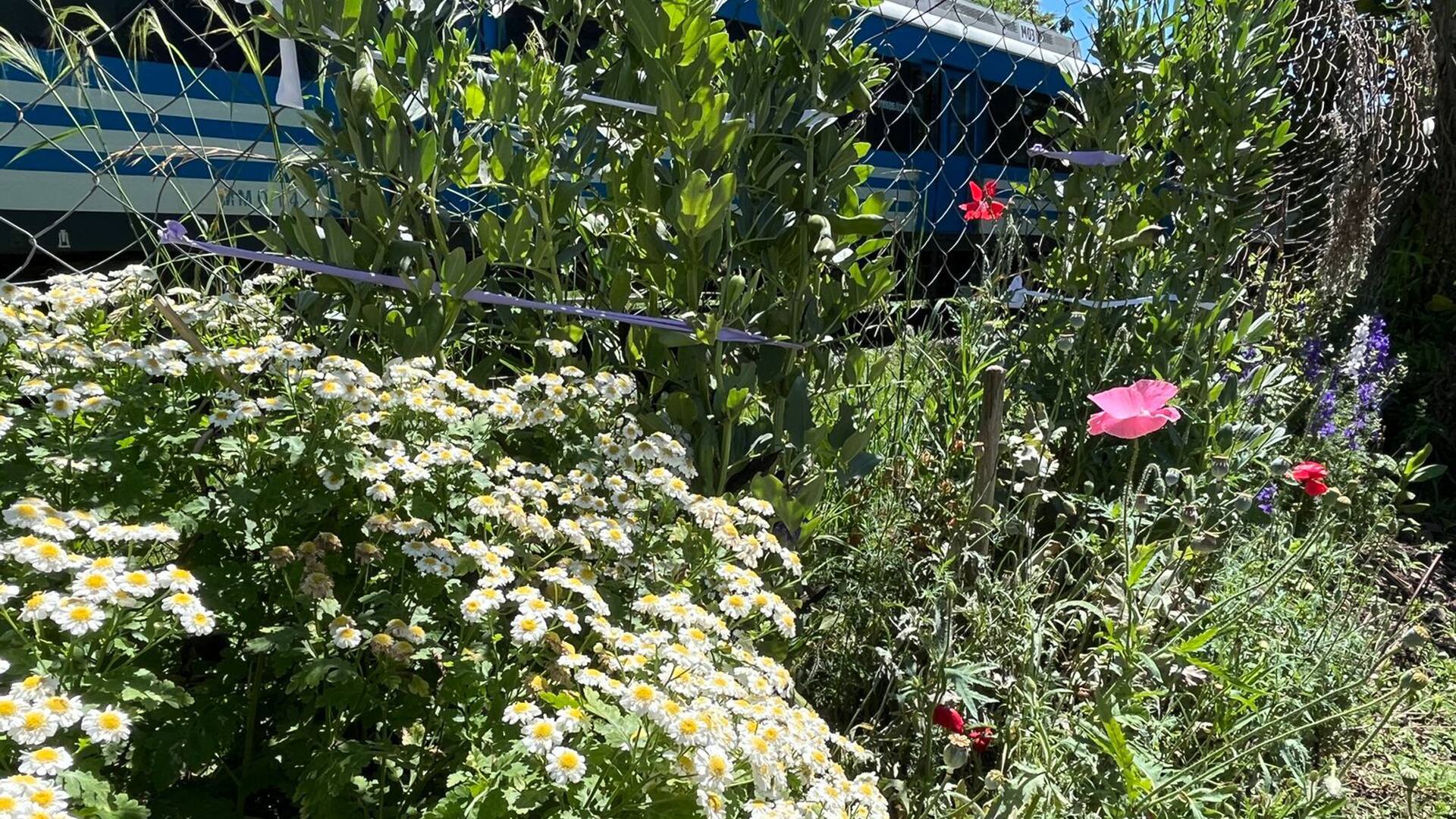 El jardín silvestre de los vecinos de Martínez