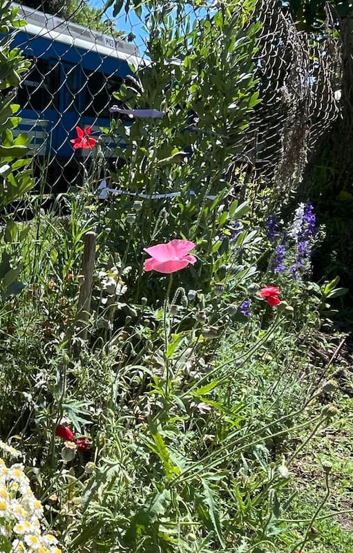 El jardín silvestre de los vecinos de Martínez