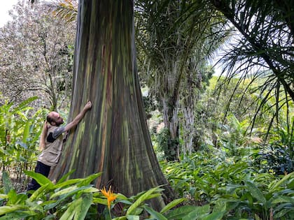 El jardín tropical muestra de armonía calculada en la casa de Burle Marx.