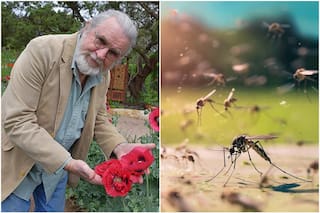 Un jardinero en Texas revela cómo preparar un repelente natural para los mosquitos