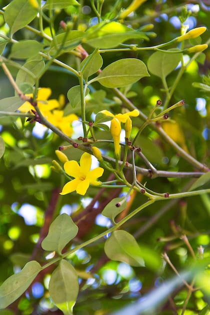 El jazmín amarillo es ideal para usar como apoyante contra paredes o como arbusto