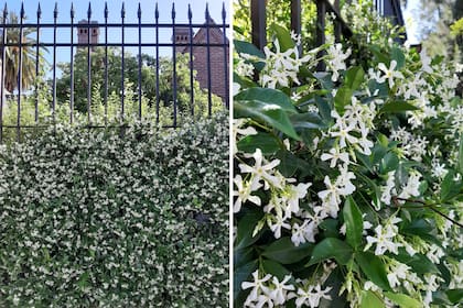 El jazmín de leche (Trachelospermun jasminoides) es una planta trepadora, y por eso se la utiliza para verjas, muros, pérgolas y columnas.