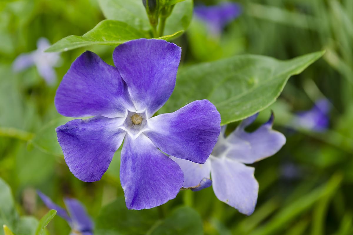 El jazmín de Paraguay se destaca por su color y aroma (Foto ilustratuva: Freepik)