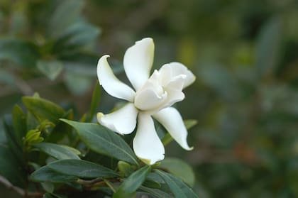 El jazmín es muy codiciado como flor de corte, una sola flor es capaz de llenar el ambiente con su aroma