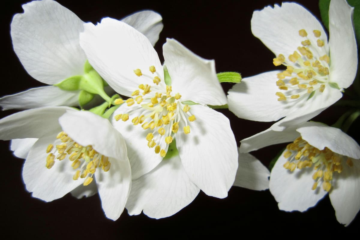 El jazmín es muy difícil de mantener en el tiempo