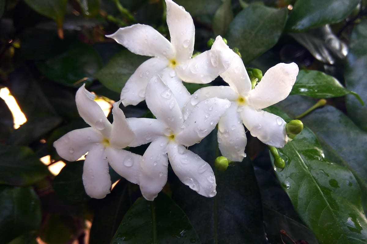 El jazmín es una de las plantas favoritas de los argentinos (Foto: Freepik)