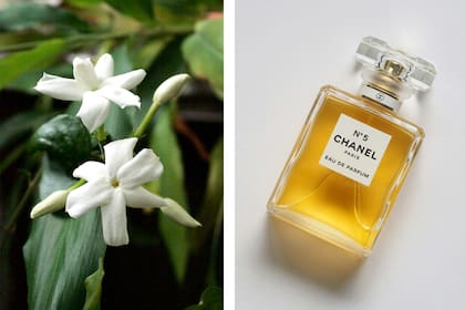 El jazmin sambac forma parte de algunos perfumes famosos