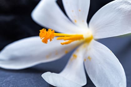 El jazmín tiene un aroma intenso que es muy característico (Foto: Freepik)