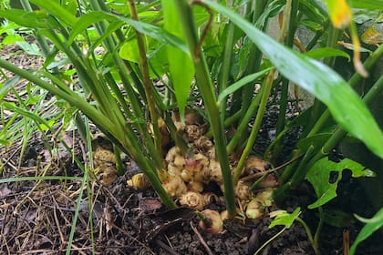 El jengibre contiene compuestos bioactivos como el gingerol y el shogaol