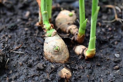 El jengibre es una planta con flores que se cultiva principalmente por su raíz