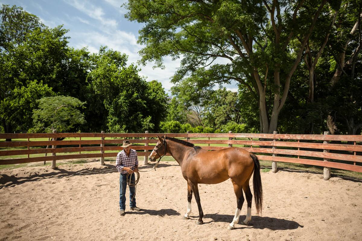 El Join Up, una técnica de doma natural, se lleva a cabo en Estancia Zárate.