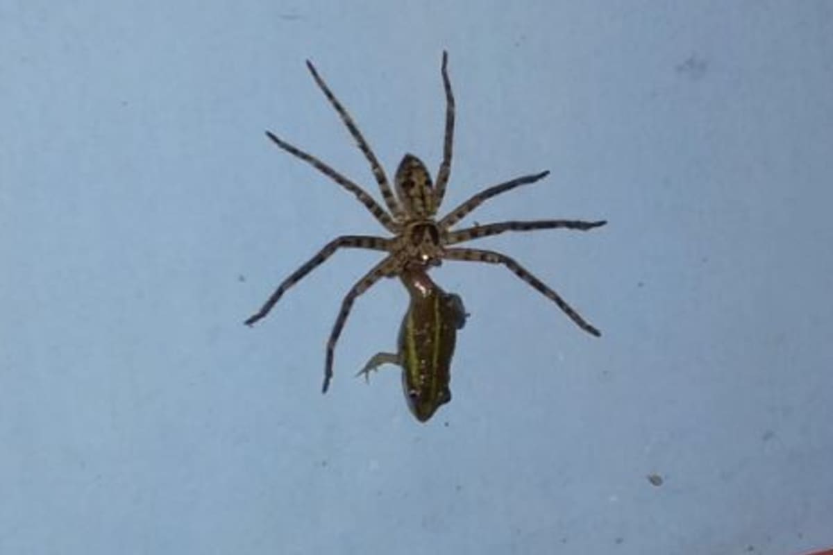 El joven admitió que no terminó de grabar toda la escena porque quiso dejar que la naturaleza siguiera su curso