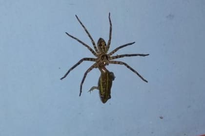 El joven admitió que no terminó de grabar toda la escena porque quiso dejar que la naturaleza siguiera su curso