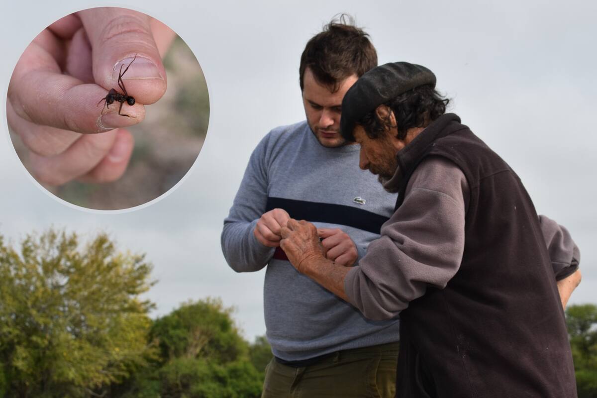 El joven comenzó a estudiar el comportamiento de las hormigas de forma manual y ahora lo hace a través de un sistema inteligente