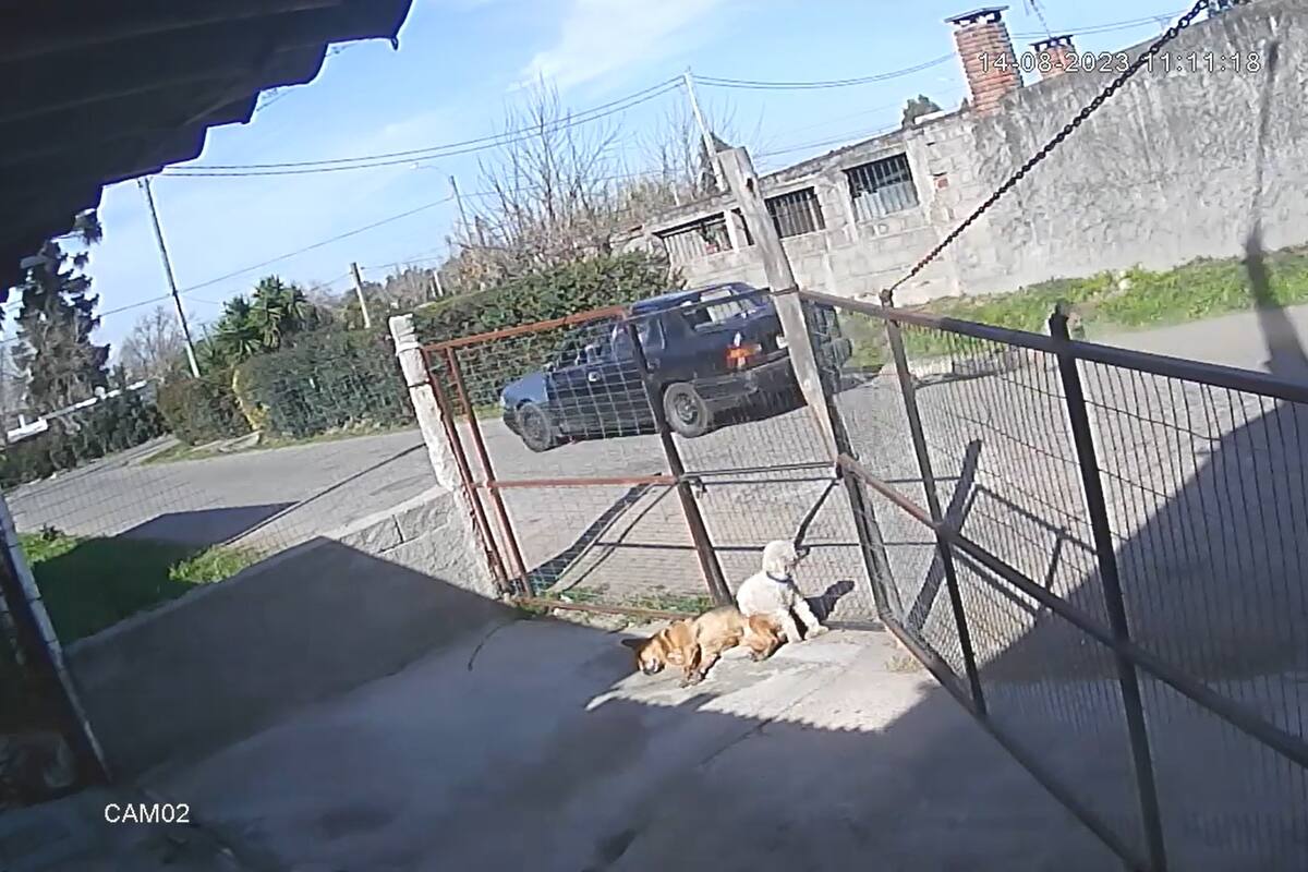 El joven conductor de un vehículo fue arrestado por tomar represalias contra un presunto ladrón. Lo maniató y lo arrastró con su auto