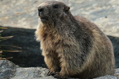 Un habitante de una provincia del oeste mongol comió carne de marmota hace una semana y ayer presentó síntomas de la enfermedad, por lo que las autoridades decretario el aislamiento indefinido de la zona