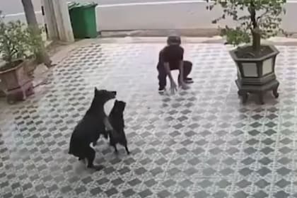 El joven hace un movimiento de karate para alejar a los perros que llegaban a atacarlo y le da resultado