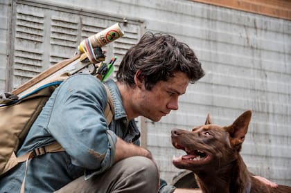 El joven Joel Dawson (Dylan O'Brien) se encuentra con Boy, un perro que se convertirá en su fiel compañero de aventuras en la película Amor y monstruos