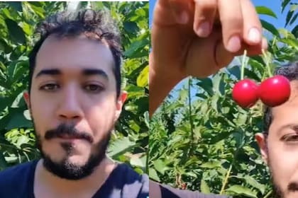 El joven mexicano compartió cuánto gana a diario cosechando cerezas e instó a sus compatriotas a hacer lo mismo (Foto: captura TikTok @Walter.enciso)